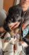 Australian Shepherd Puppies for sale in Sneads, FL 32460, USA. price: $700