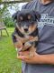 Australian Shepherd Puppies for sale in Fort Atkinson, WI, USA. price: $1,300