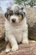 Australian Shepherd Puppies for sale in Independence, IA 50644, USA. price: $900