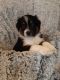 Australian Shepherd Puppies for sale in Yellville, AR 72687, USA. price: $400