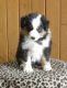Australian Shepherd Puppies for sale in Riverton, WY 82501, USA. price: $1,000