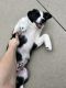 Australian Shepherd Puppies for sale in 200 W Willow St, Normal, IL 61761, USA. price: NA
