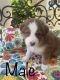 Australian Shepherd Puppies for sale in Scottsboro, AL, USA. price: $600