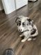 Australian Shepherd Puppies for sale in Westchase, FL 33626, USA. price: $2,000
