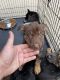 Australian Shepherd Puppies for sale in Georgetown, KY 40324, USA. price: $500