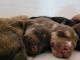 Australian Shepherd Puppies for sale in Dickinson, TX 77539, USA. price: $5