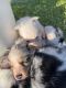 Australian Shepherd Puppies for sale in Newton, KS, USA. price: $500