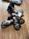 Australian Shepherd Puppies for sale in Scottsburg, IN 47170, USA. price: $500