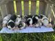 Australian Shepherd Puppies for sale in Harrison, AR 72601, USA. price: $600