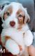 Australian Shepherd Puppies for sale in Wichita Falls, TX, USA. price: $600