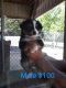 Australian Shepherd Puppies for sale in 342 To the River Ln, Morrison, TN 37357, USA. price: $150
