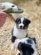 Australian Shepherd Puppies for sale in Woodburn, OR 97071, USA. price: $1,800