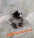 Australian Shepherd Puppies for sale in Whitesboro, TX 76273, USA. price: NA