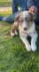 Australian Shepherd Puppies for sale in Temecula, CA 92592, USA. price: NA