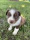 Australian Shepherd Puppies for sale in Opp, AL 36467, USA. price: $600