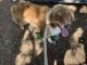 Australian Shepherd Puppies for sale in Brownwood, TX, USA. price: $200