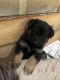 Australian Shepherd Puppies for sale in Staples, MN 56479, USA. price: $500