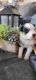 Australian Shepherd Puppies for sale in Greenville, SC, USA. price: $700