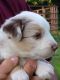 Australian Shepherd Puppies for sale in Armuchee, GA 30105, USA. price: NA