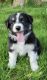 Australian Shepherd Puppies for sale in Gloversville, NY, USA. price: $1,000