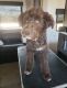 Australian Shepherd Puppies for sale in ELEVEN MILE, AZ 85122, USA. price: $900