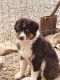 Australian Shepherd Puppies for sale in NM-518, Mora, NM, USA. price: $800