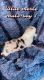 Australian Shepherd Puppies for sale in Wilburton, OK 74578, USA. price: NA