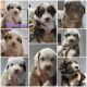 Australian Shepherd Puppies for sale in Davenport, WA 99122, USA. price: NA