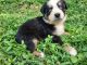 Australian Shepherd Puppies for sale in Columbia, TN 38401, USA. price: $500