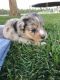 Australian Shepherd Puppies for sale in Seminole, TX 79360, USA. price: $500