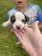 Australian Shepherd Puppies for sale in Mt Airy, NC 27030, USA. price: $500