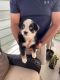 Australian Shepherd Puppies for sale in Westminster, SC 29693, USA. price: NA