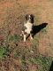 Australian Shepherd Puppies for sale in Westminster, SC 29693, USA. price: $1,200