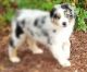 Australian Shepherd Puppies for sale in Charlotte, NC, USA. price: $950
