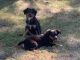Australian Shepherd Puppies for sale in Salem, MO 65560, USA. price: $300