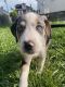 Australian Shepherd Puppies for sale in Donora, PA 15033, USA. price: NA