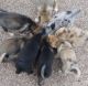 Australian Shepherd Puppies for sale in Lakeside, Pinetop-Lakeside, AZ 85929, USA. price: NA