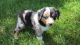 Australian Shepherd Puppies for sale in Peterstown, WV 24963, USA. price: $500