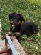 Australian Shepherd Puppies for sale in Salem, MO 65560, USA. price: $350