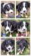 Australian Shepherd Puppies for sale in Ava, MO 65608, USA. price: $150
