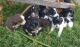 Australian Shepherd Puppies for sale in Inchelium, WA 99138, USA. price: NA