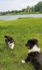 Australian Shepherd Puppies for sale in Northwood, OH 43605, USA. price: $400