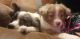 Australian Shepherd Puppies for sale in Biloxi, MS, USA. price: NA
