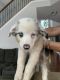 Australian Shepherd Puppies for sale in Lake Villa, IL, USA. price: $800