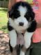 Australian Shepherd Puppies for sale in Eau Claire, WI, USA. price: $800