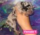 Australian Shepherd Puppies for sale in College Station, TX, USA. price: NA