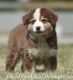 Australian Shepherd Puppies for sale in Hillsboro, OH 45133, USA. price: NA