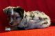 Australian Shepherd Puppies for sale in Peachland, NC 28133, USA. price: NA