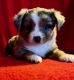 Australian Shepherd Puppies for sale in Peachland, NC 28133, USA. price: NA