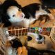 Australian Shepherd Puppies for sale in Winchester, VA 22601, USA. price: $1,385